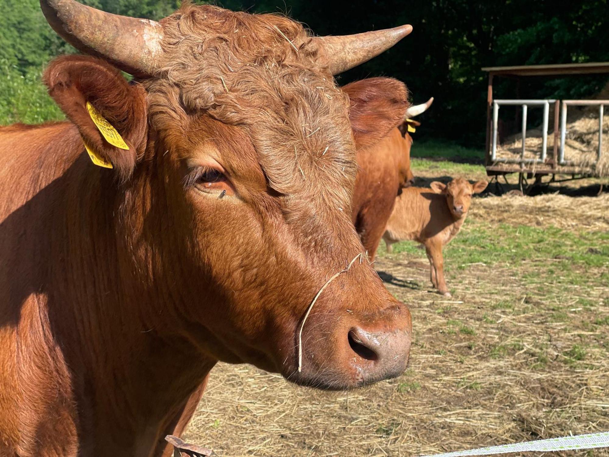 Holla Die Waldfee Konigerode Buitenkant foto
